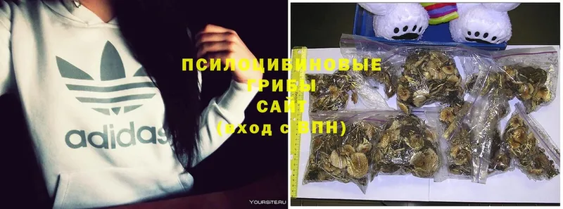 купить наркоту  Жиздра  МЕГА зеркало  Галлюциногенные грибы GOLDEN TEACHER 